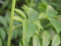 Glycyrrhiza Glabra (fam Fabacees) (rg mediterraneennes) (6) (Photo F. Mrugala)